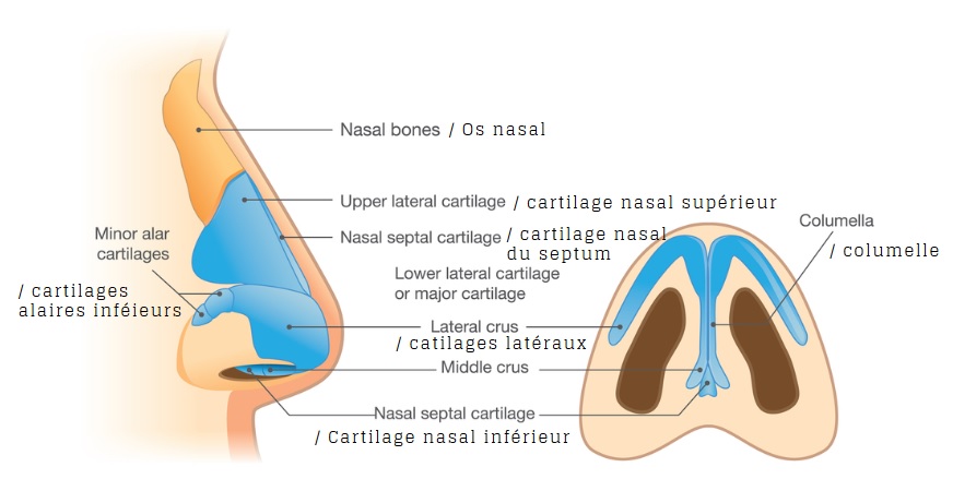 Anatomie du nez