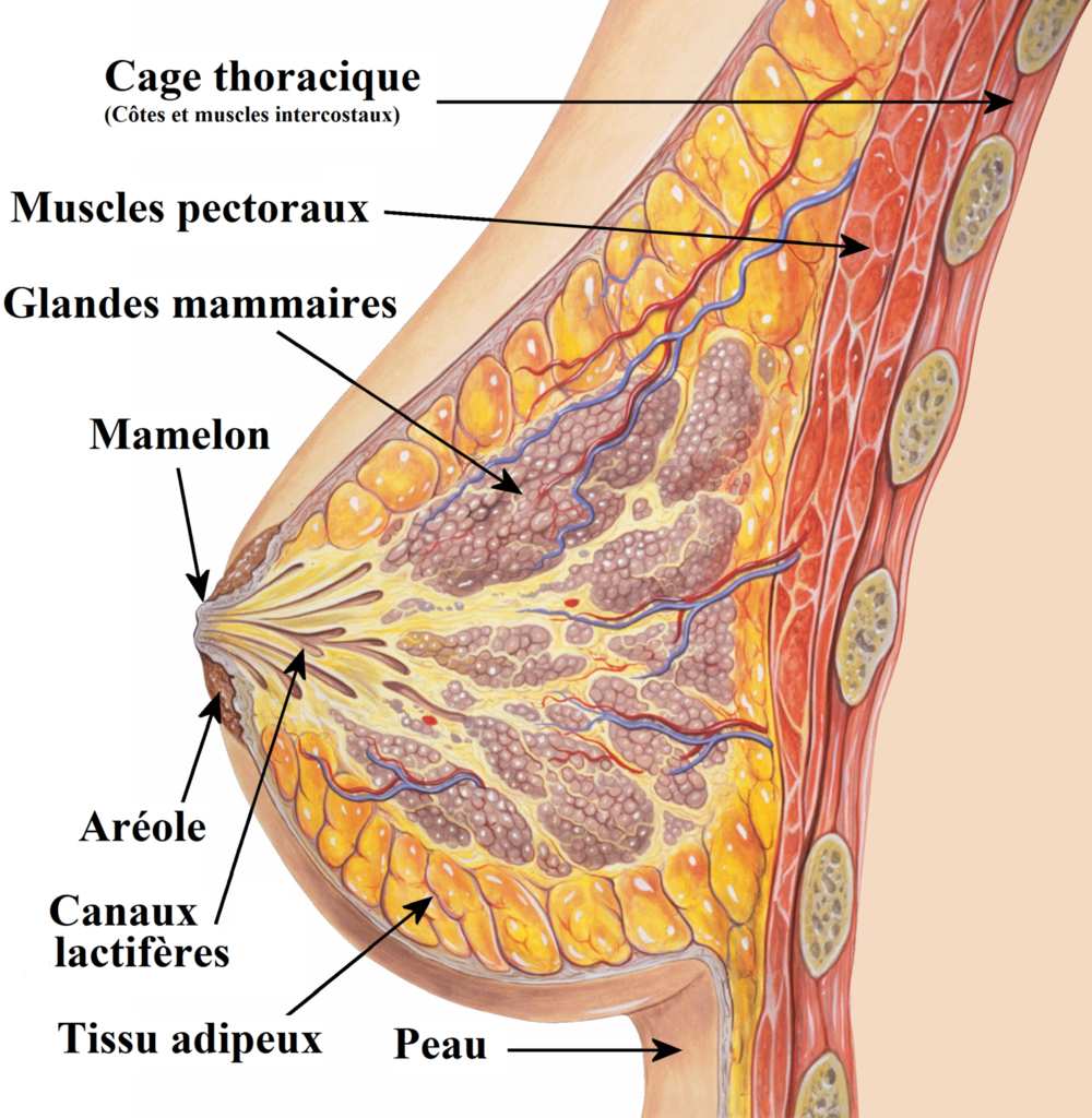 Variations hormonales et taille seins : comment les variations ...