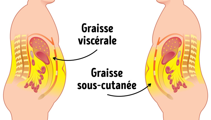 Graisse viscérale : comment mesurer graisse viscérale/ limiter ses