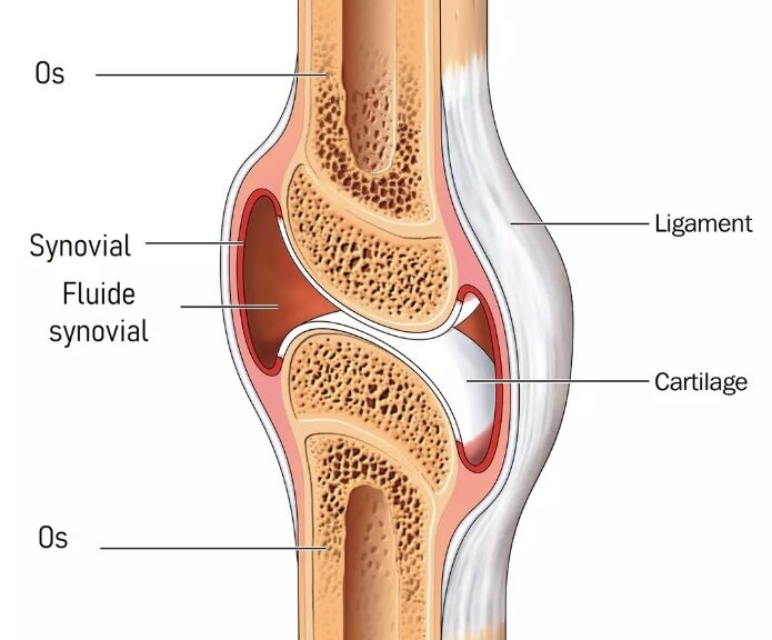 liquide synovial