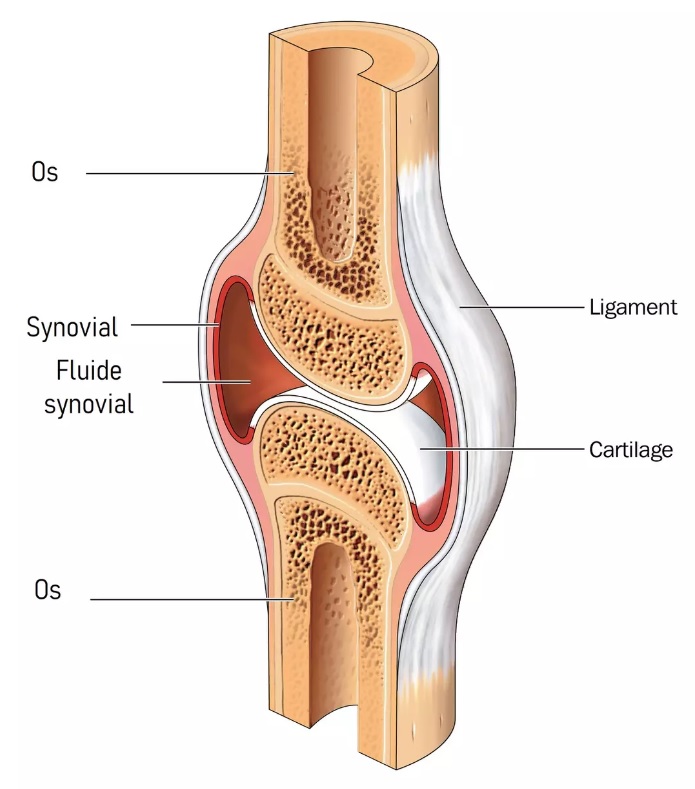 Liquide synovial au genou : Tout savoir sur le liquide synovial