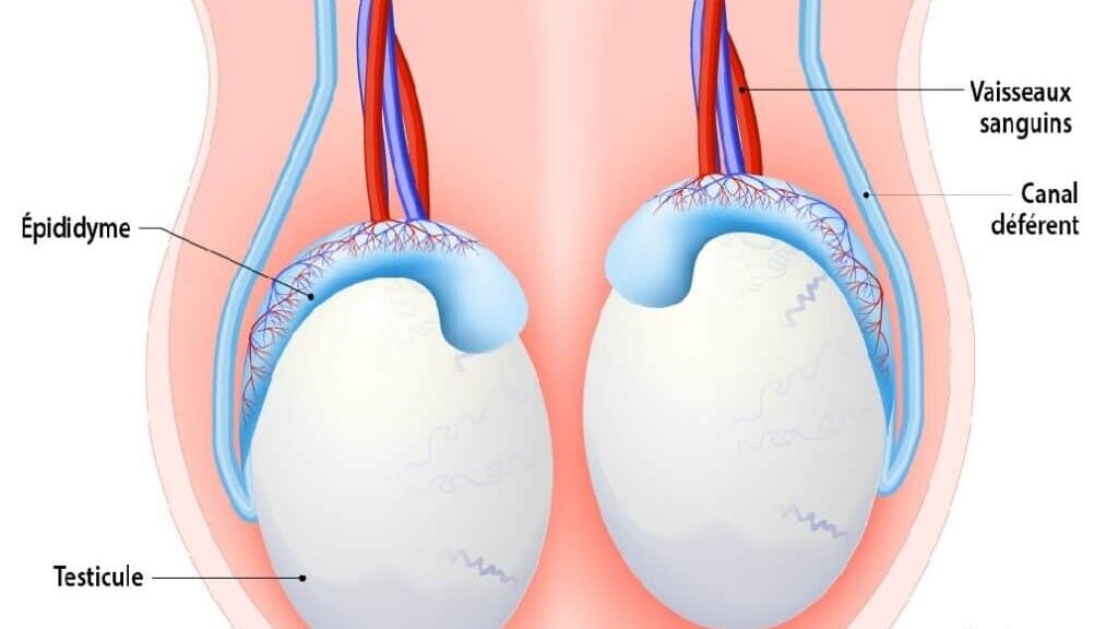 biopsie testiculaire